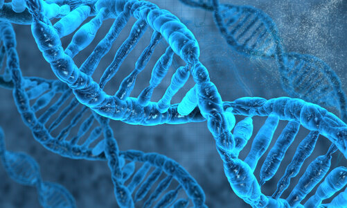 Nahaufnahme einer blauen DNA-Doppelhelix Mikroskopische Nahaufnahme einer blauen DNA-Doppelhelix. Das Bild ist in Blautönen gehalten.